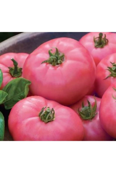 Muka Botanik Nadir Dev Pembe Domates Tohumu Ekim Seti - Resim 2