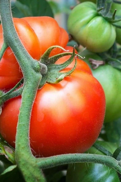Muka Botanik Datça Köy Domatesi Tohumu / 5+ Adet Tohum - Resim 2