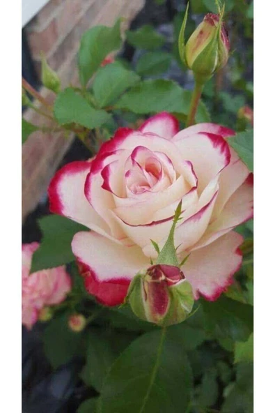 Muka Botanik 10 Adet Beyaz-pembe Kenarlı Gül Çiçeği Tohumu ürün görseli