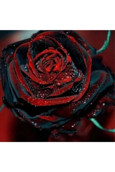 Muka Botanik 5 Adet Red And Black Rose Gül Tohumu - Resim 3