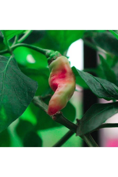 Muka Botanik 20 Adet Sweet Heat Biber Tohumu - Resim 2