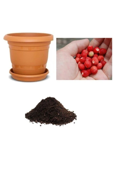 Muka Botanik Yayılıcı Dağ Çileği Tohumu Ekim Seti ürün görseli
