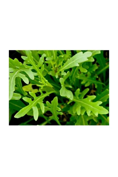 Muka Botanik Roka Tohumu 600+ Tohum ürün görseli