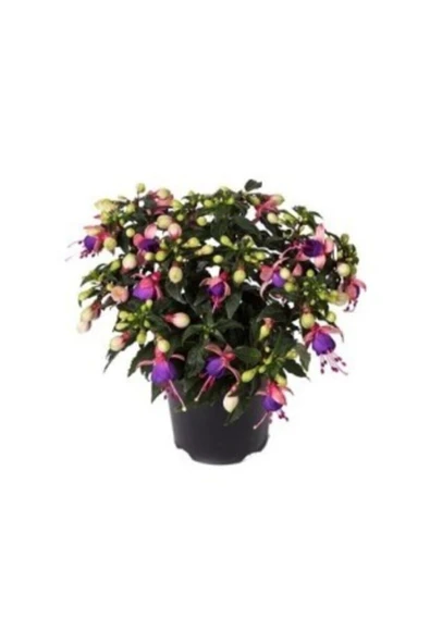 Muka Botanik Karışık Küpeli Çiçeği Tohumu Ekim Seti - Resim 3