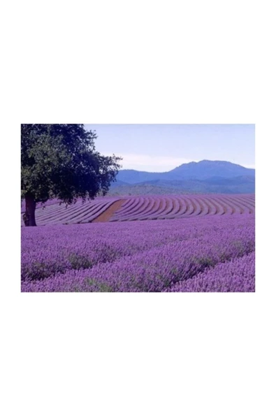 Muka Botanik Mor Lavanta Çiçeği Tohumu Mis Kokulu 50+ Tohum ürün görseli