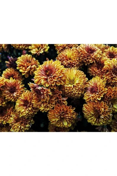 Muka Botanik Toprak Rengi Krizentem (kasımpatı) Çiçeği Tohumu 10 15 Adet ürün görseli