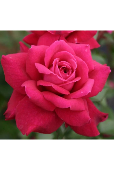 Muka Botanik 5 Adet Kırmızı Bellevue Gül Tohumu - Resim 2