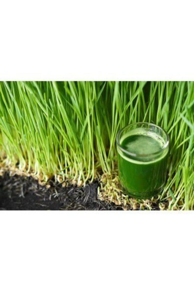 Muka Botanik Nadir Buğday Çimi Tohumu Ekim Seti - Resim 3