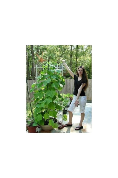 Muka Botanik Sırık Tipi Badem Salatalık 10 Nadir Tohumu ürün görseli