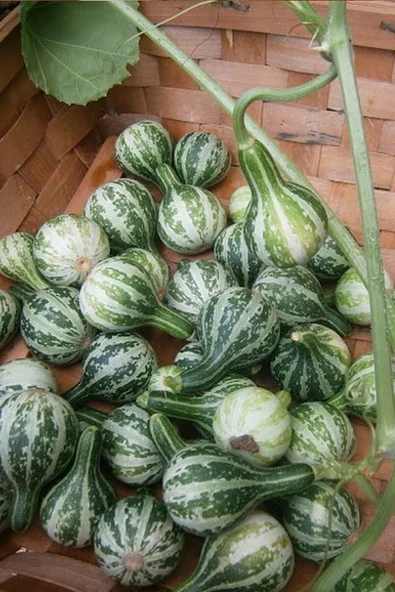 Muka Botanik Topaç Süs Kabağı ( Tennessee Dancing ) Tohumu / 5 Adet Tohum - Resim 2