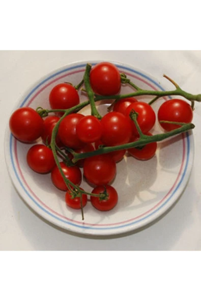 Muka Botanik 20 Adet Velvet Red Domates Tohumu ürün görseli
