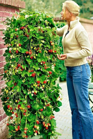 Muka Botanik Ithal Sırık Çilek Tohumu / 40 Adet Sarmaşık Çilek Tohumu ürün görseli