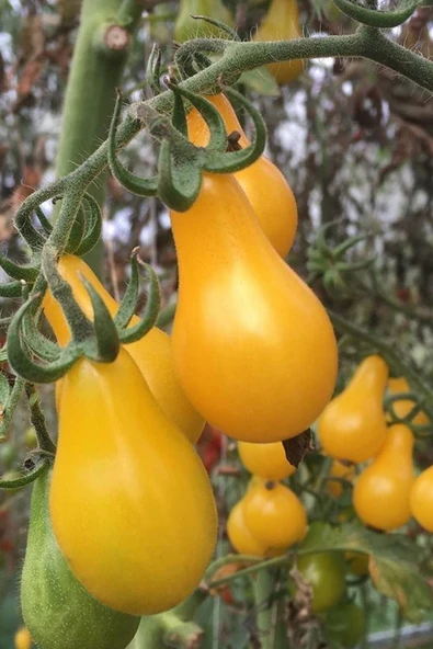 Muka Botanik Sarı Ampul Domates Tohumu 70 Adet ürün görseli