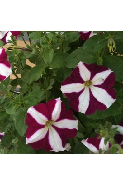 Muka Botanik 10 Adet Natural Trailing Petunia Purple Star Tohumu - Resim 3