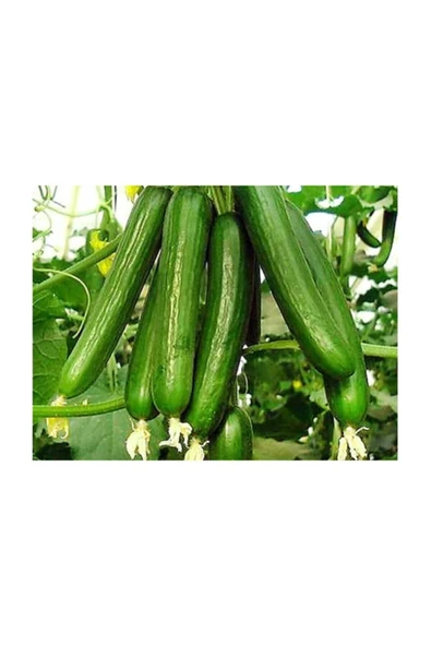 Muka Botanik Eko Paket 50 Adet Tohum Ithal Erkenci Sırık Salatalık Tohumu ürün görseli