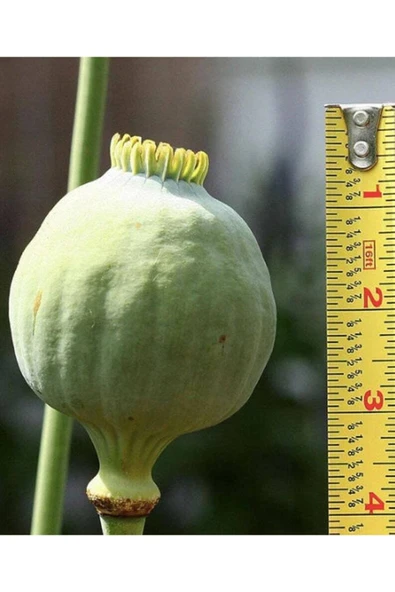 Muka Botanik 5 Adet Giganthemum Poppy Tohumu - Resim 5