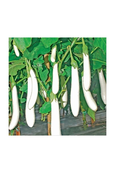 Muka Botanik Süper Paket 100 Adet Tohum Ithal Endonezya Beyaz Kemer Patlıcan Tohumu - Resim 3