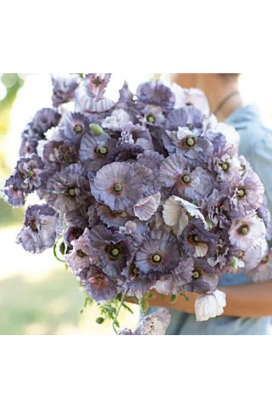 Muka Botanik 10 Adet Amazing Grey Poppy Tohumu - Resim 2