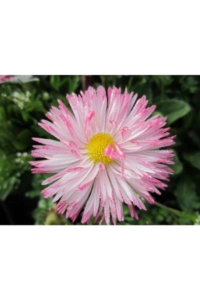 Muka Botanik 20 Adet Strawberries & Cream Englısh Daısy Tohumu - Resim 4