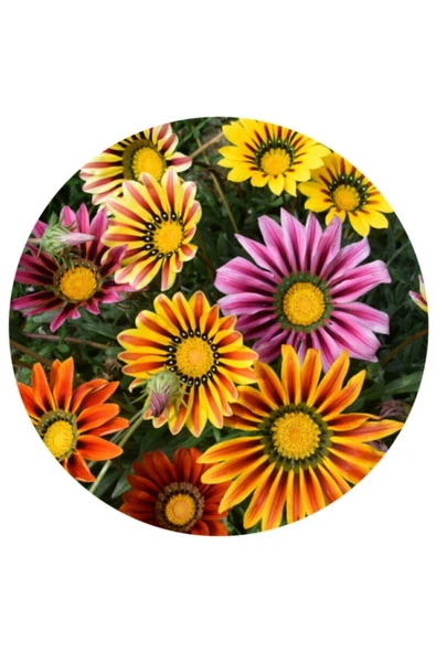 Muka Botanik 5 Adet 5 Renk Gazania Çiçeği Tohumu - Resim 2