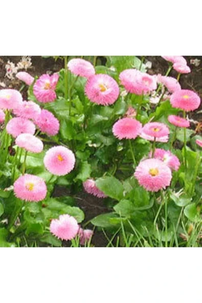 Muka Botanik 20 Adet Strawberries & Cream Englısh Daısy Tohumu - Resim 3