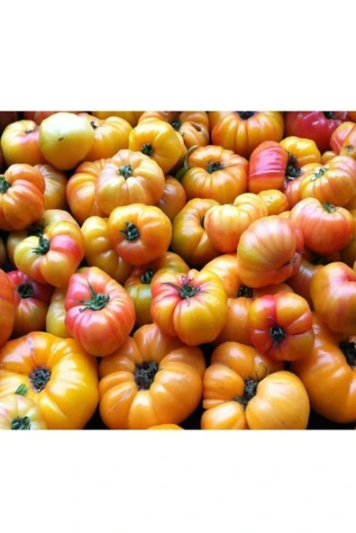 Muka Botanik 10 Adet Sarı Biftek Domates Tohumu ürün görseli