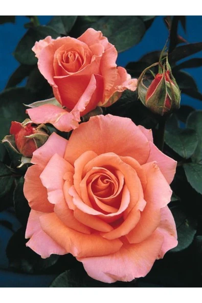 Muka Botanik 10 Adet Gül Kurusu Renkli Gül Çiçeği Tohumu ürün görseli