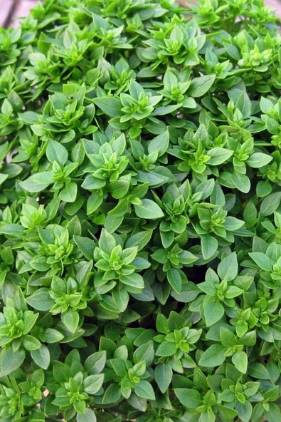 Muka Botanik Kalıcı Kokulu Fesleğen Tohumu / 40 Adet Tohum ürün görseli