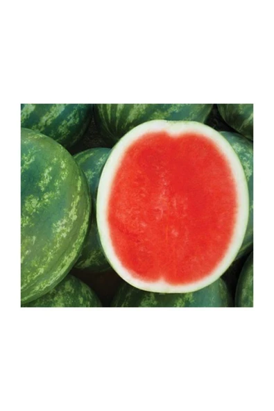 Muka Botanik Nadir Thailand Çekirdeksiz Karpuz Tohumu 10 Adet Tohum Bebek Karpuzu Tohum - Resim 3