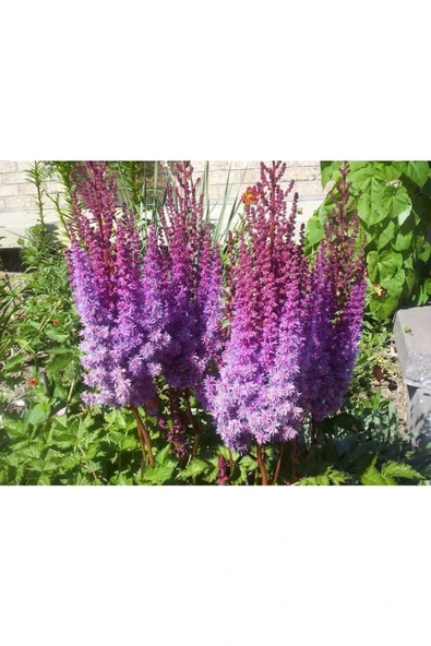 Muka Botanik 30 Adet Mıxed Colors Astılbe Bunter Tohumu - Resim 3