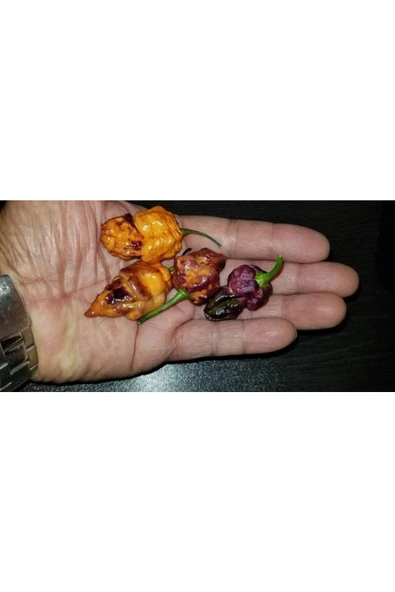 Muka Botanik 10 Adet Castrophony Biber Tohumu - Resim 3