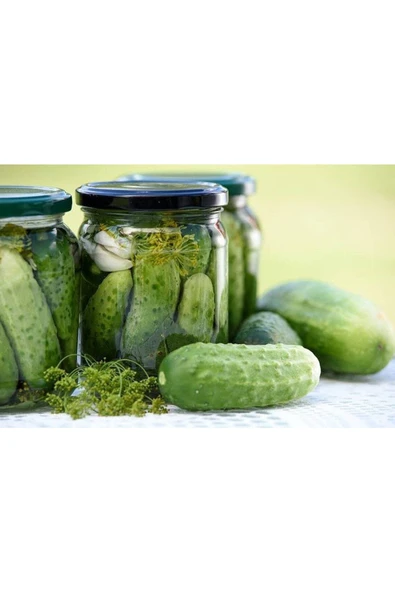 Muka Botanik 20 Adet National Pickling Cucumber Tohumu ürün görseli