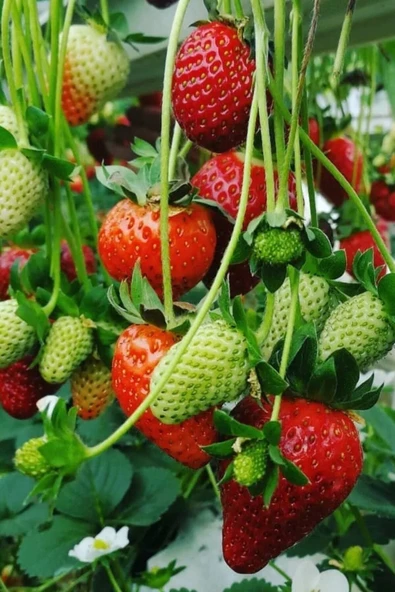Muka Botanik Ithal Sırık Çilek Tohumu / 40 Adet Sarmaşık Çilek Tohumu - Resim 5