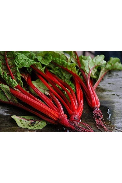 Muka Botanik 20 Adet Red Swiss Pazı Tohumu - Resim 3