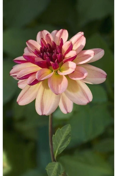 Muka Botanik Mıgnon Yıldız Dahlıa Çiçek Tohumu 10 15 Pembe Renk ürün görseli