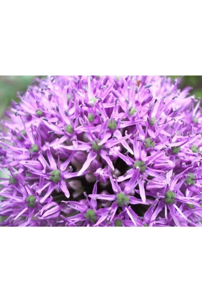 Muka Botanik 20 Adet Purple Gıant Allıum Tohumu - Resim 5