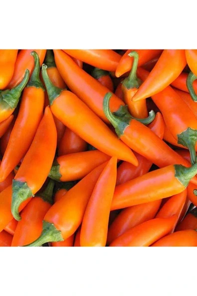 Muka Botanik 10 Adet Bulgaristan Havuç Acı Biber Tohumu ürün görseli
