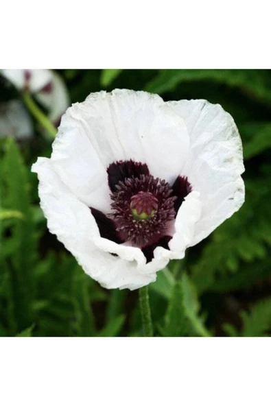 Muka Botanik 10 Adet Pizzicato Poppy Tohumu - Resim 6