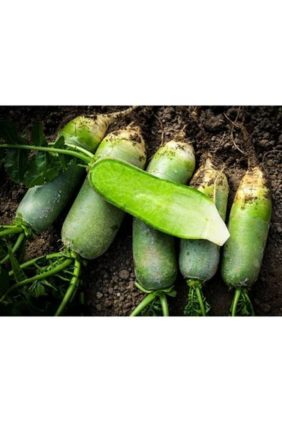 Muka Botanik 20 Adet Çin Shawo Turpu Tohumu ürün görseli