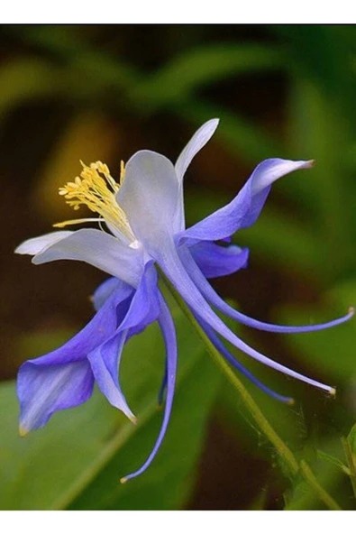 Muka Botanik 5 Adet Colorado Blue Columbine Tohumu - Resim 6
