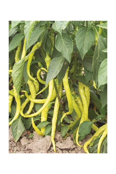 Muka Botanik Sarı Sivri Turşuluk Biber Tohumu 25 Adet Tohum - Resim 3