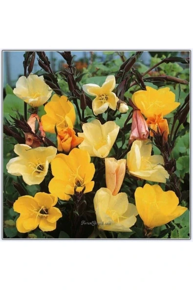 Muka Botanik 20 Adet Ezan Çiçeği Tohumu ürün görseli