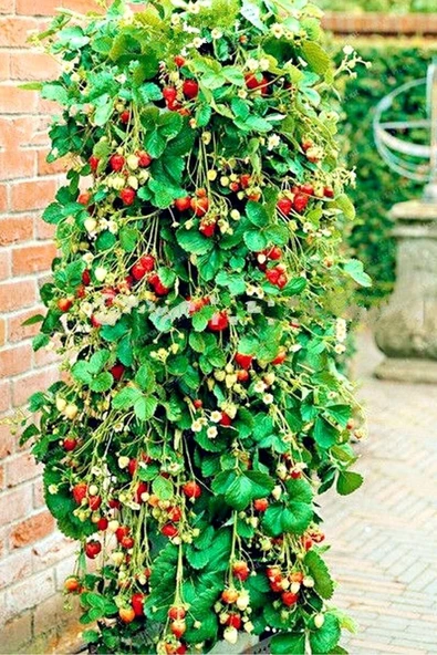 Muka Botanik Ithal Sırık Çilek Tohumu / 40 Adet Sarmaşık Çilek Tohumu - Resim 2