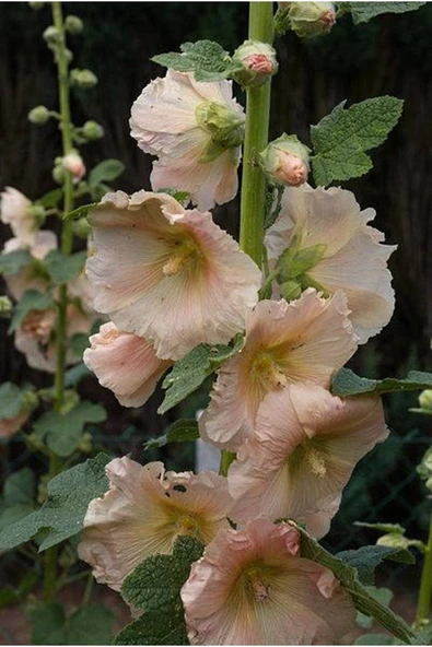 Muka Botanik 5 Adet Peach Hollyhock Tohumu - Resim 2