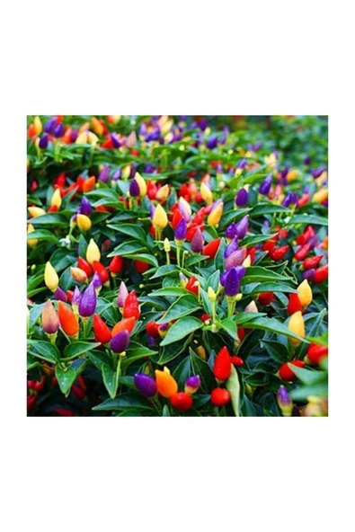 Muka Botanik Yediveren Acı Süs Biberi Tohumu 25 Adet Biber Tohumu ürün görseli