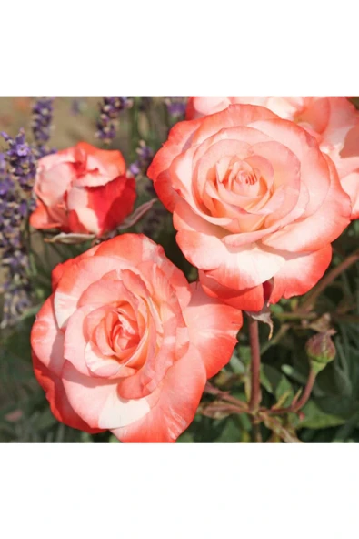 Muka Botanik 5 Adet Turuncu Auf Die Freundschaft Gül Tohumu ürün görseli