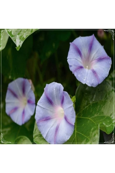 Muka Botanik 5 Adet Caprice Morning Glory Tohumu ürün görseli