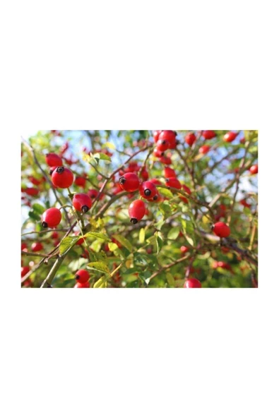 Muka Botanik Kuşburnu Tohumu 5 Adet Tohum Kuş Burnu Meyvesi - Resim 4