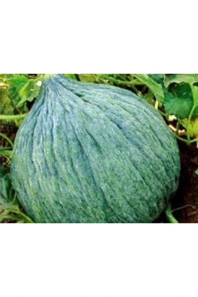 Muka Botanik Hasanbey Kışlık Kavun Tohumu Ekim Seti - Resim 3