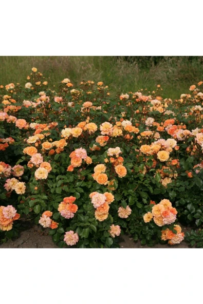 Muka Botanik 5 Adet Bentheimer Gold Gül Tohumu - Resim 3